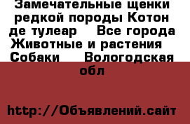 Замечательные щенки редкой породы Котон де тулеар  - Все города Животные и растения » Собаки   . Вологодская обл.